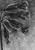 Anna Glogowska - 'Meadow II' - pencil on paper, 2011